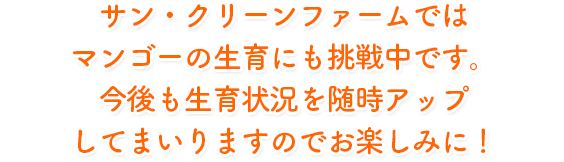 サン・クリーンファームではマンゴーも生育中です。出荷できる日を楽しみにおまちください。