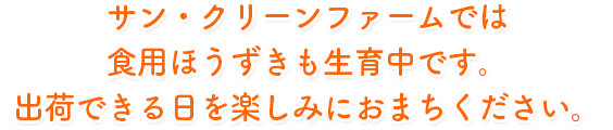 サン・クリーンファームでは食用ほうずきも生育中です。出荷できる日を楽しみにおまちください。