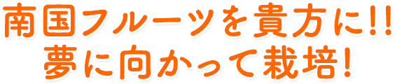 南国フルーツを貴方に!! 夢に向かって栽培!